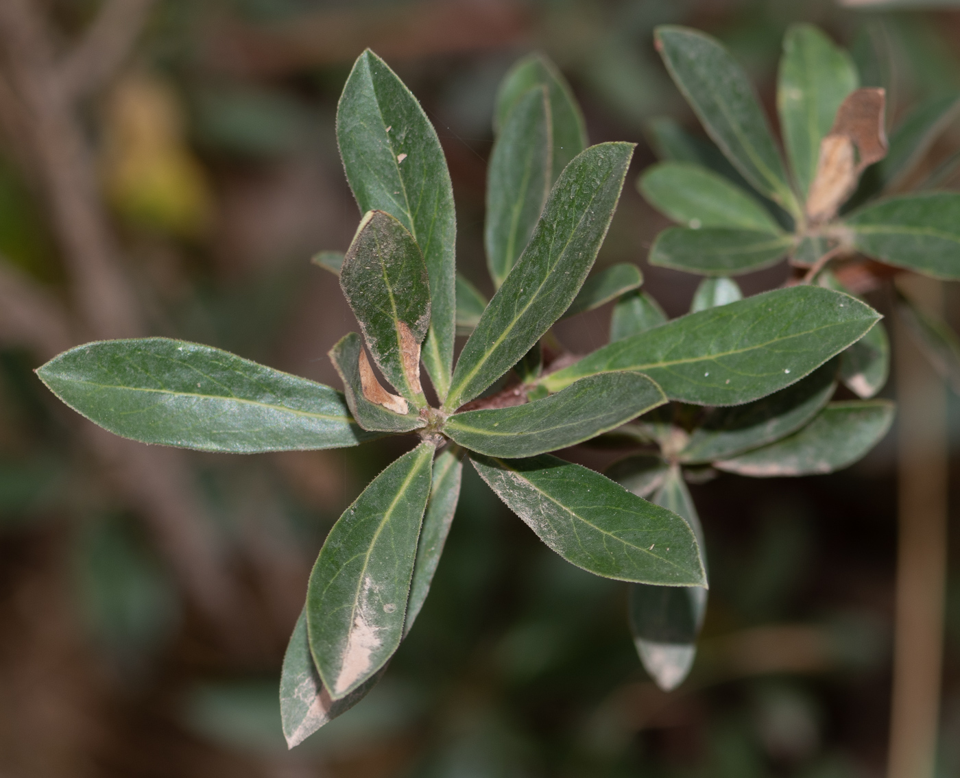 Изображение особи Escallonia paniculata.