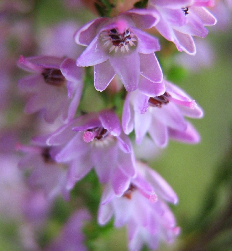 Image of Calluna vulgaris specimen.
