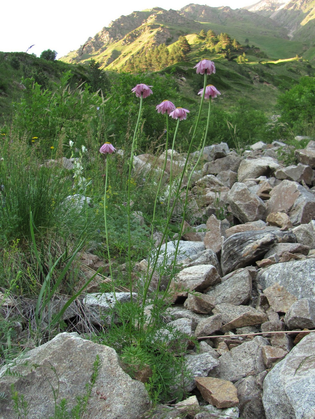 Изображение особи Pyrethrum coccineum.