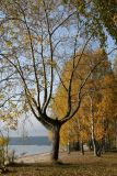 Populus &times; sibirica