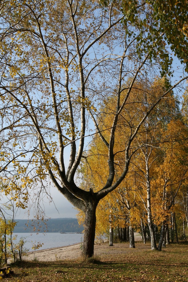 Изображение особи Populus &times; sibirica.