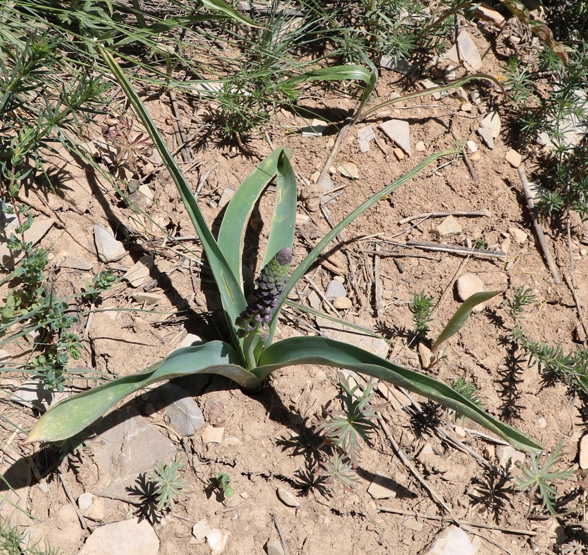 Image of Leopoldia longipes specimen.