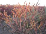 Salsola acutifolia