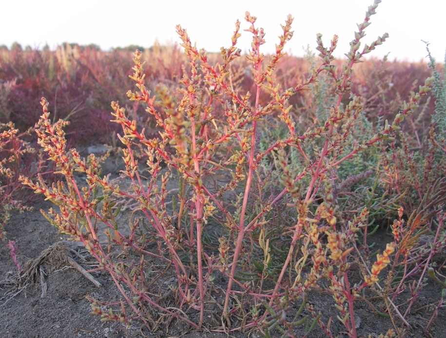 Изображение особи Salsola acutifolia.