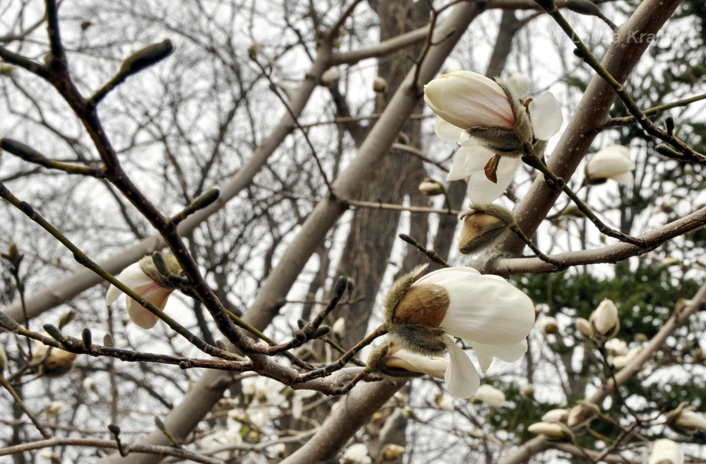 Image of Magnolia &times; loebneri specimen.