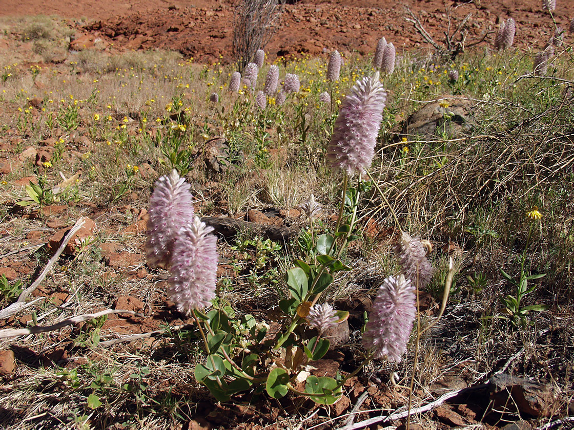 Изображение особи Ptilotus exaltatus.