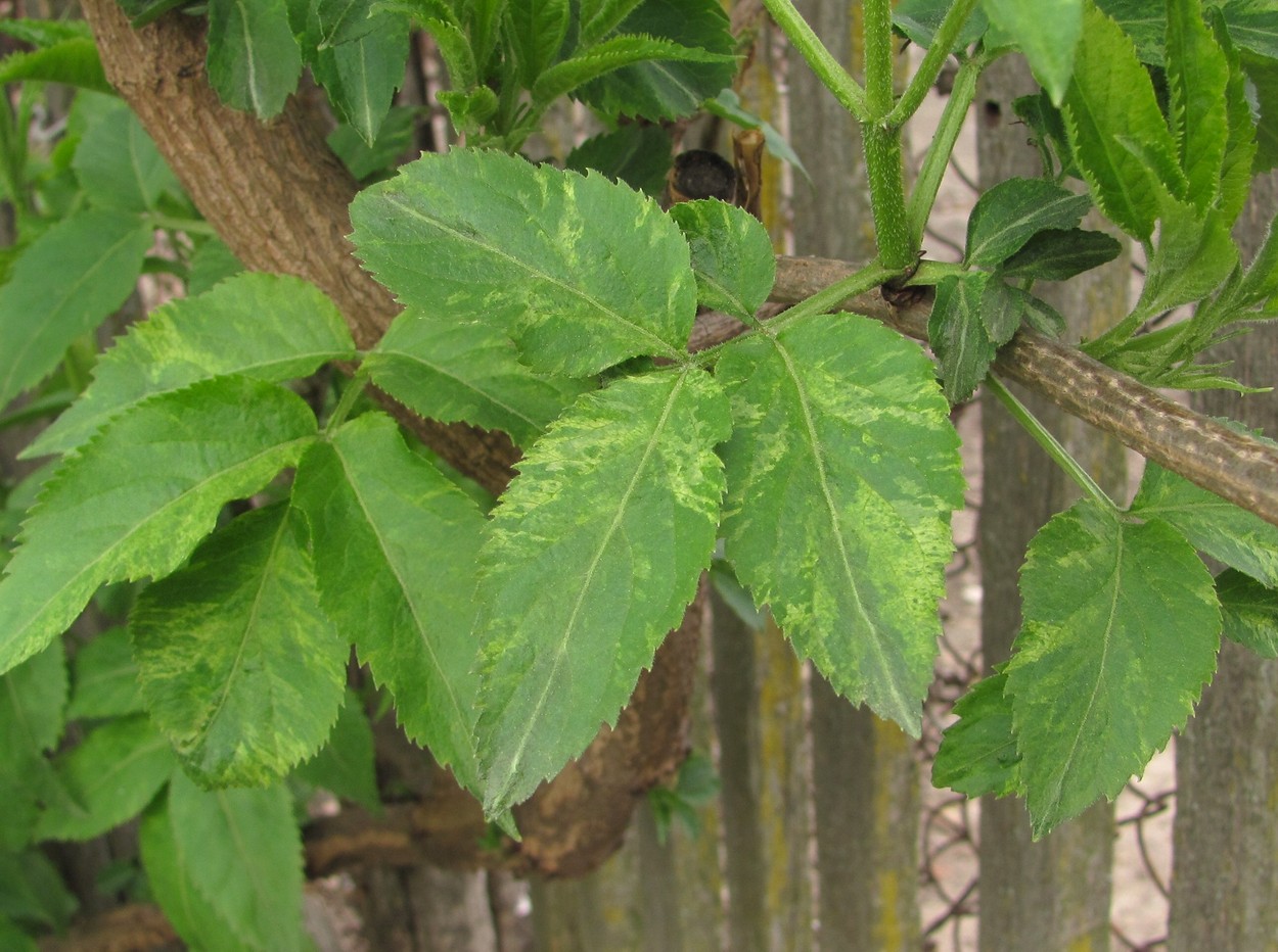 Image of Sambucus nigra specimen.