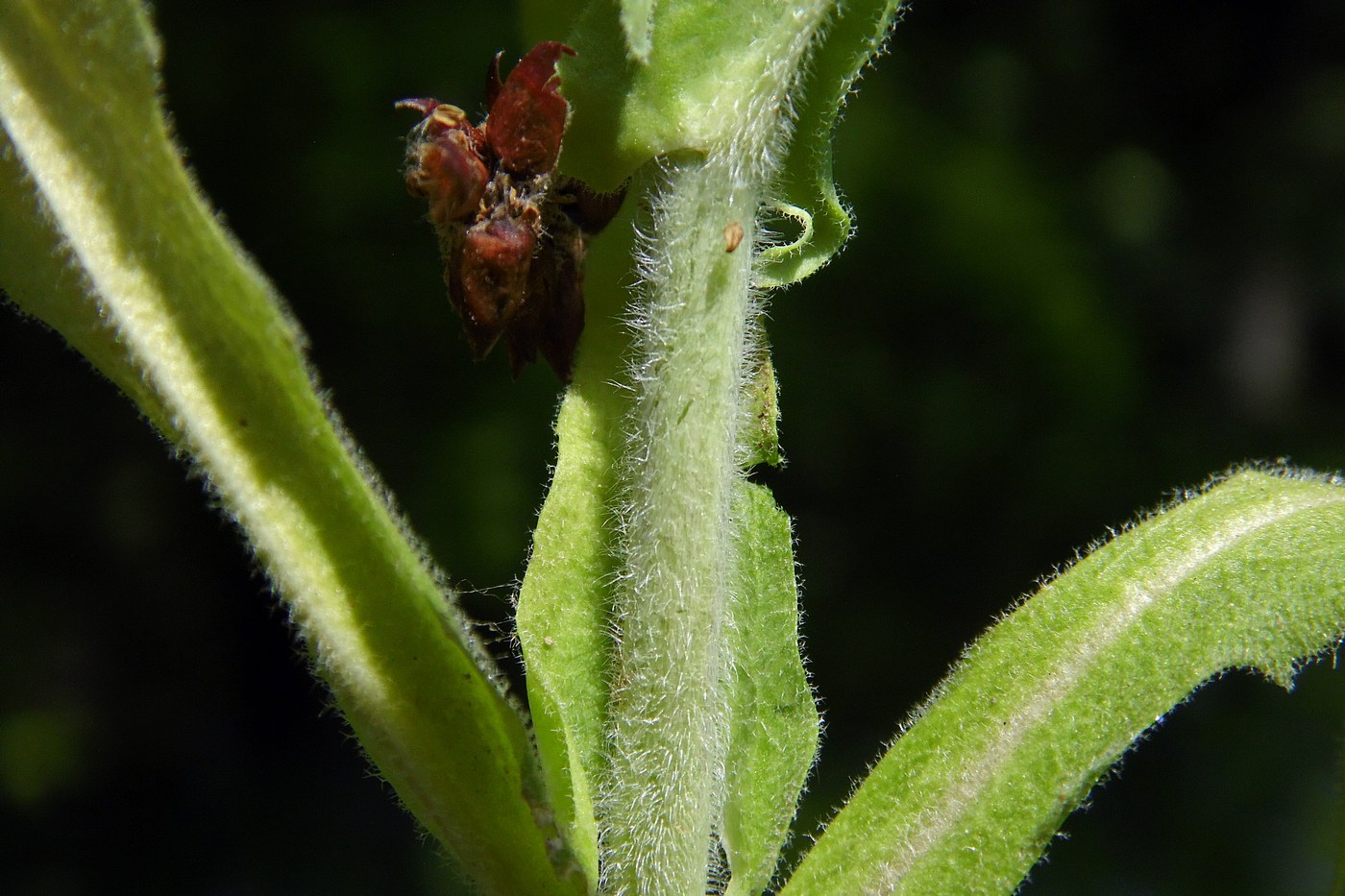 Image of Turritis glabra specimen.