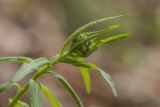 Achillea biserrata. Верхушка растения с развивающимся соцветием. Краснодарский край, м/о г. Геленджик, окр. с. Кабардинка, щель Полихронова, широколиственный лес. 03.05.2021.