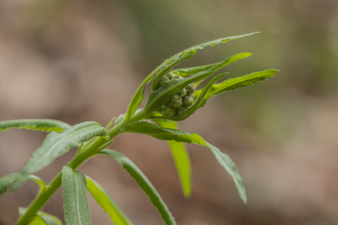 Image of Achillea biserrata specimen.