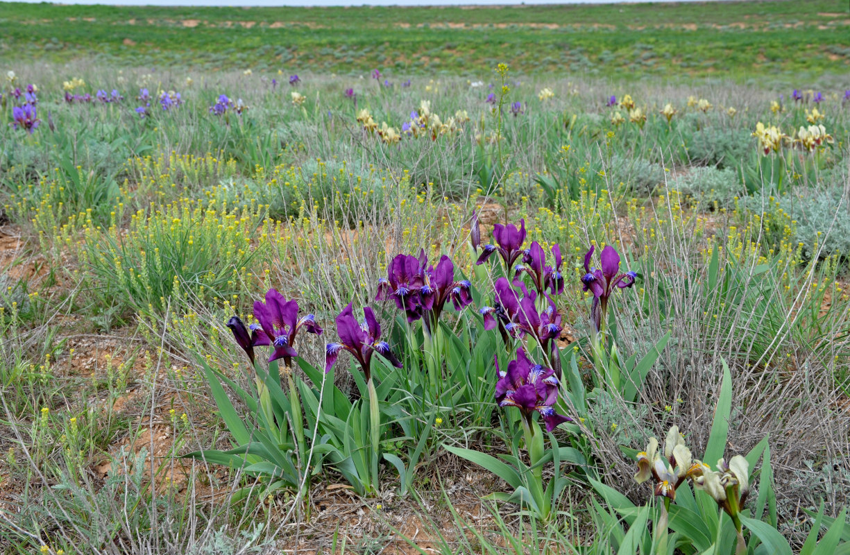 Image of Iris scariosa specimen.