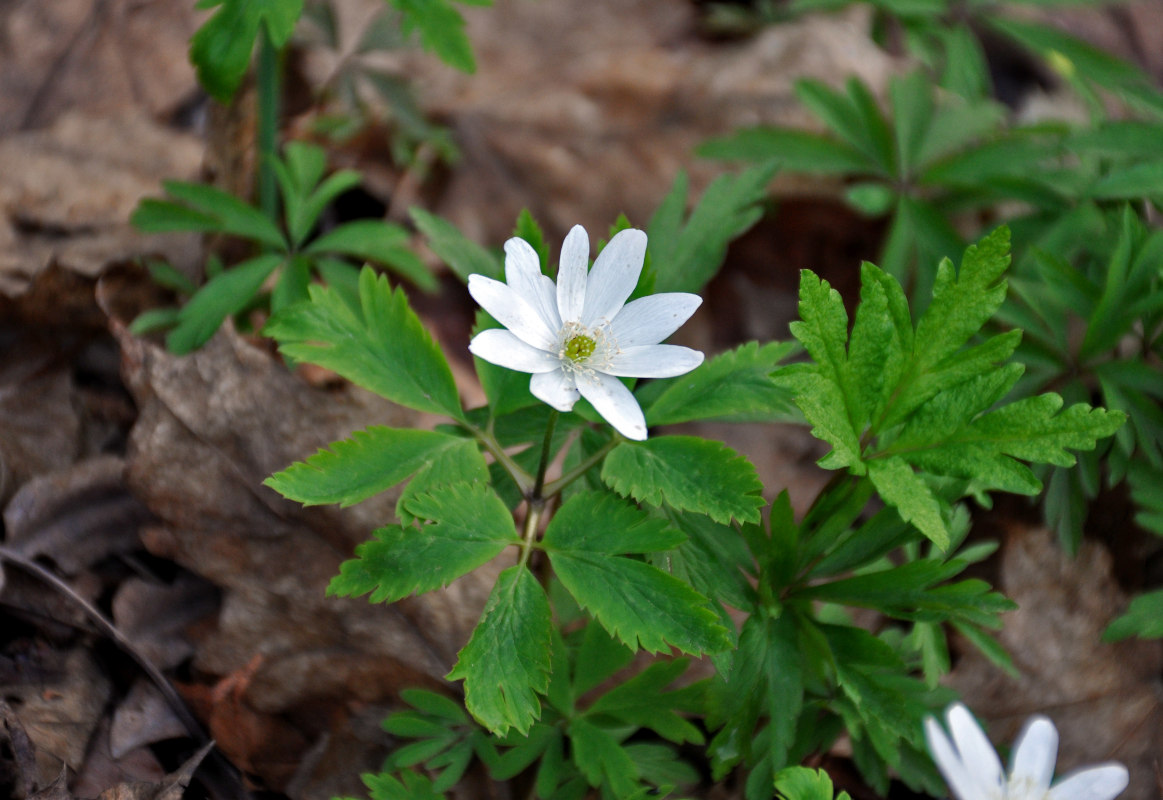 Image of Anemone altaica specimen.