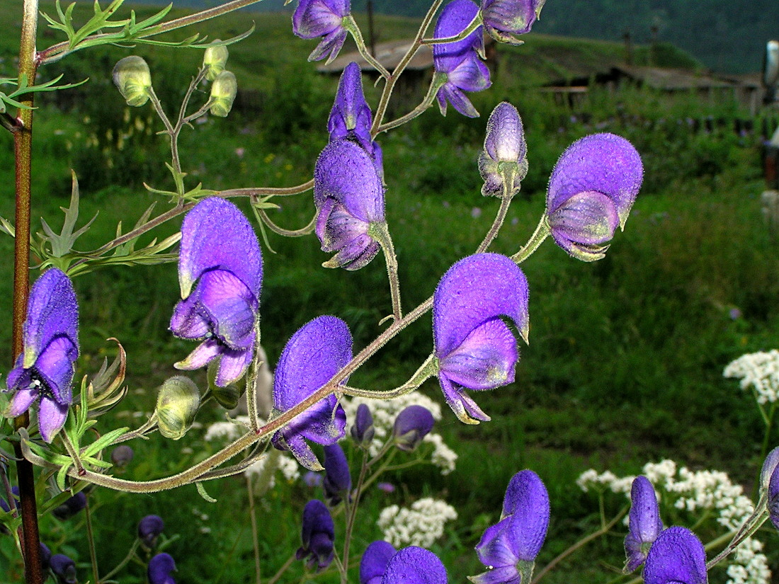 Image of Aconitum ambiguum specimen.