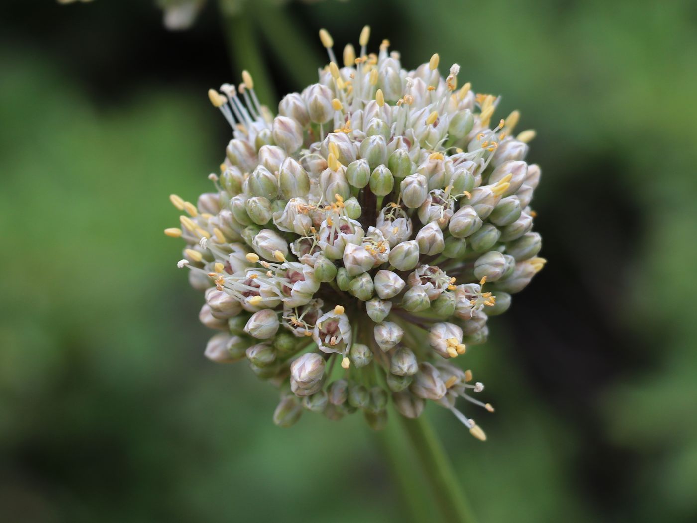 Изображение особи Allium drobovii.