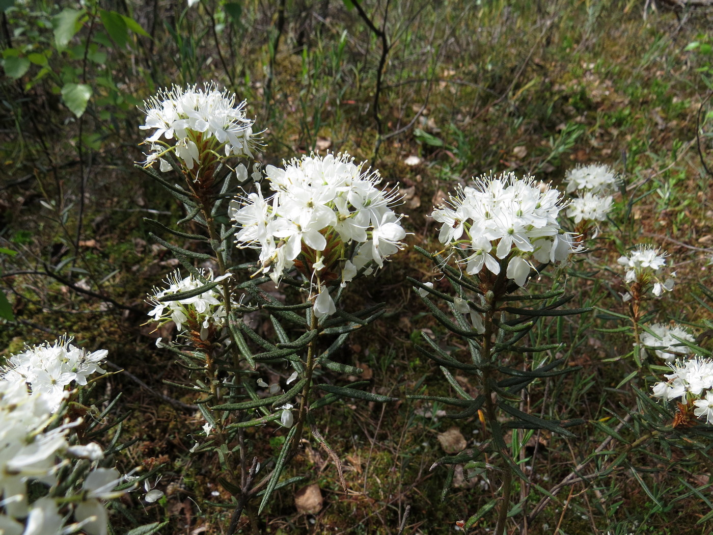 Image of Ledum palustre specimen.