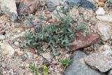 Lactuca undulata