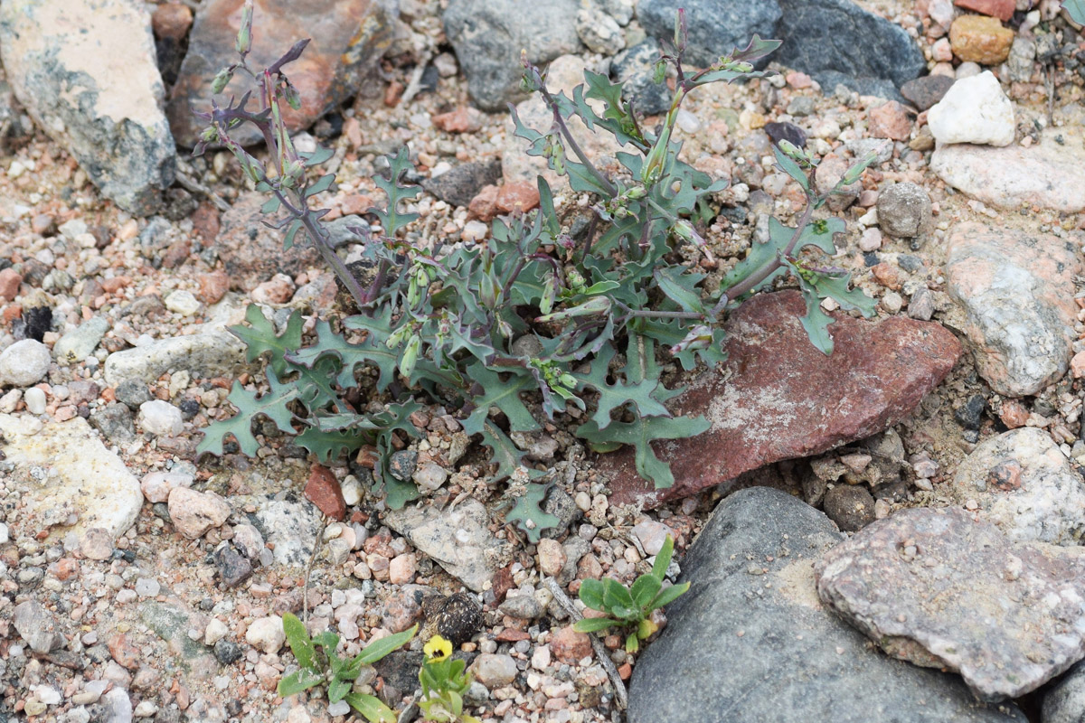 Изображение особи Lactuca undulata.