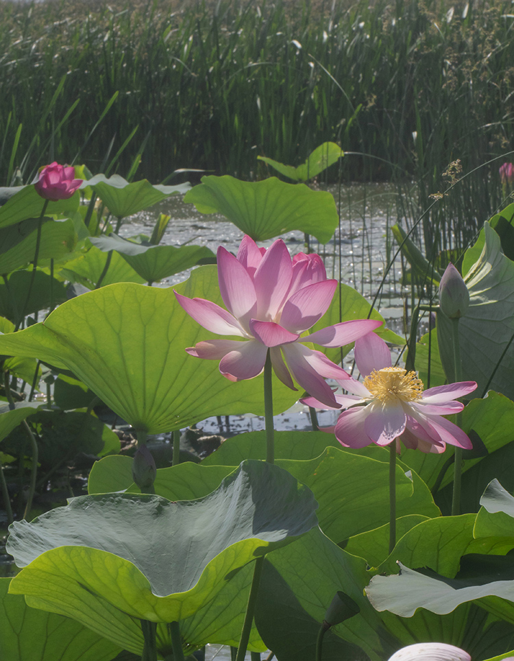 Image of Nelumbo caspica specimen.