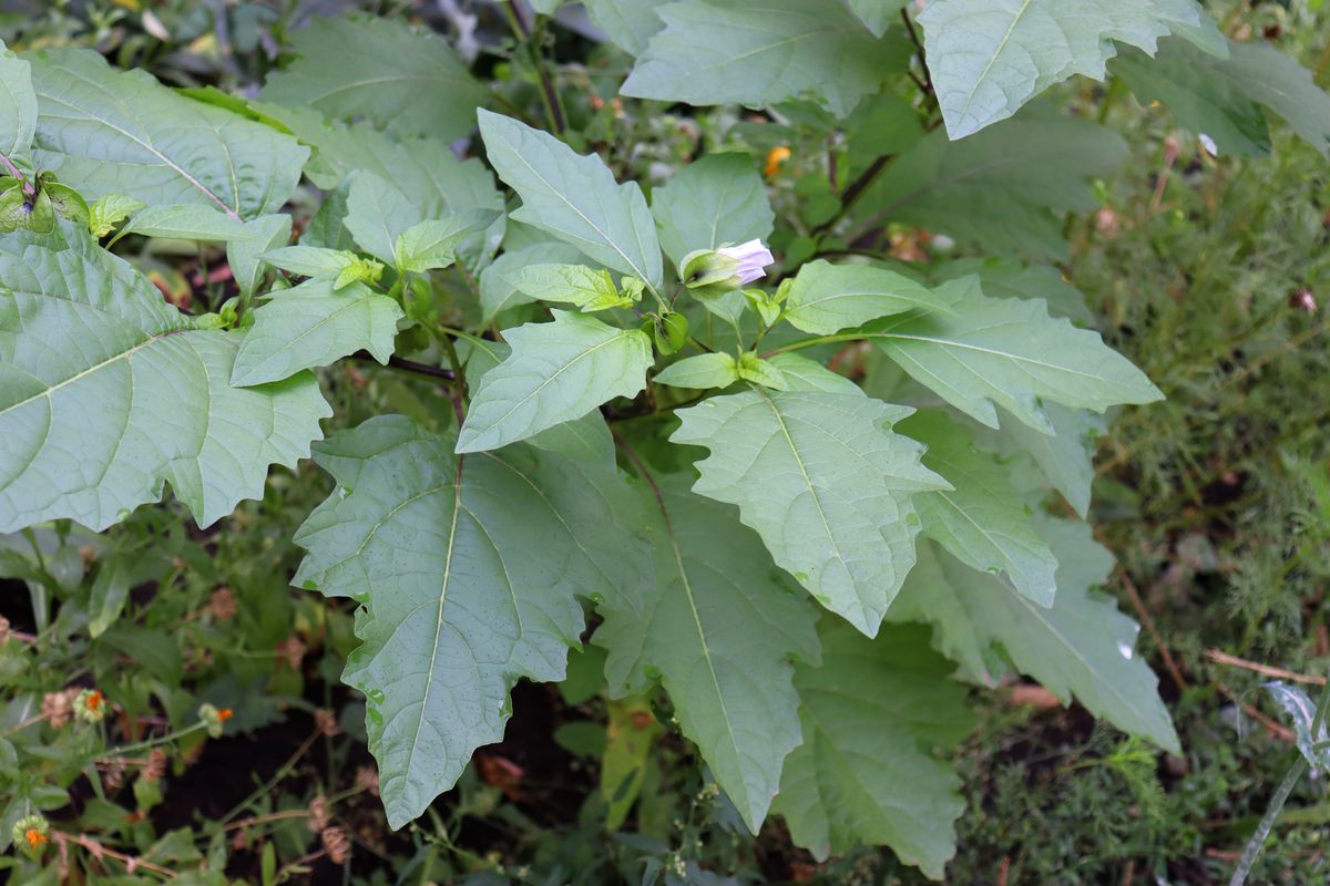 Image of Nicandra physalodes specimen.