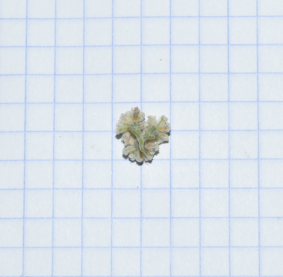 Изображение особи Eriogonum giganteum.