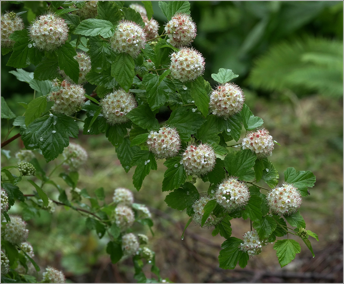 Image of Physocarpus opulifolius specimen.