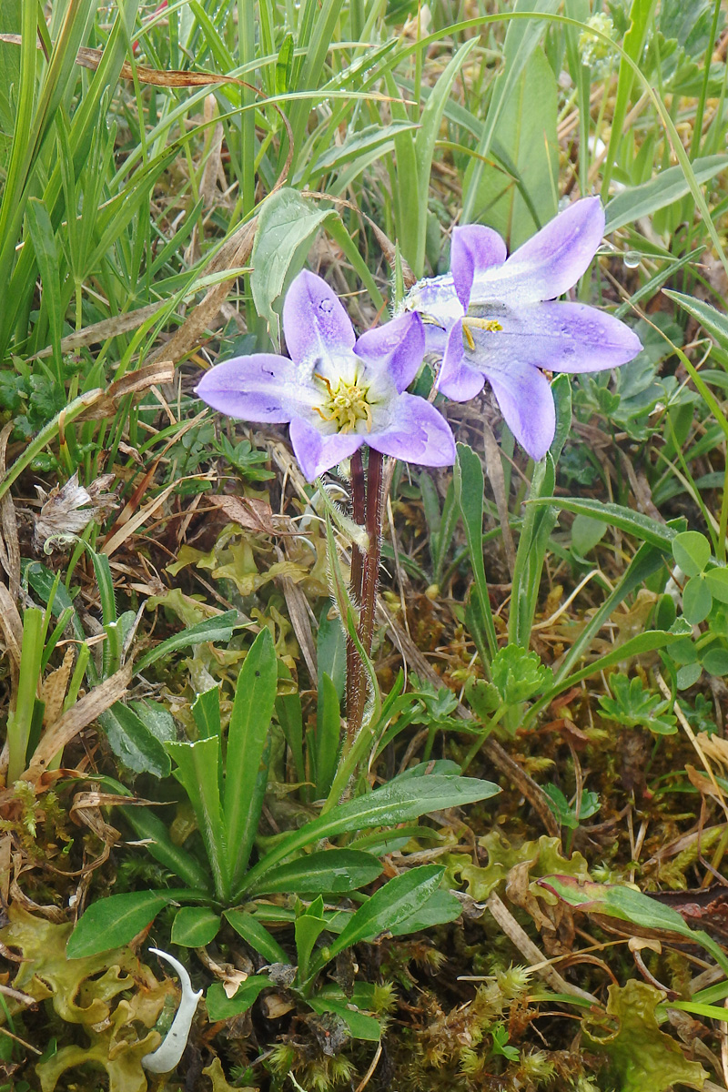 Image of Campanula ciliata specimen.