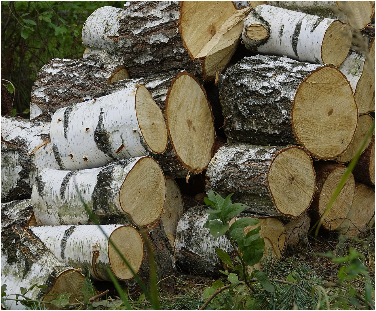 Image of Betula pendula specimen.