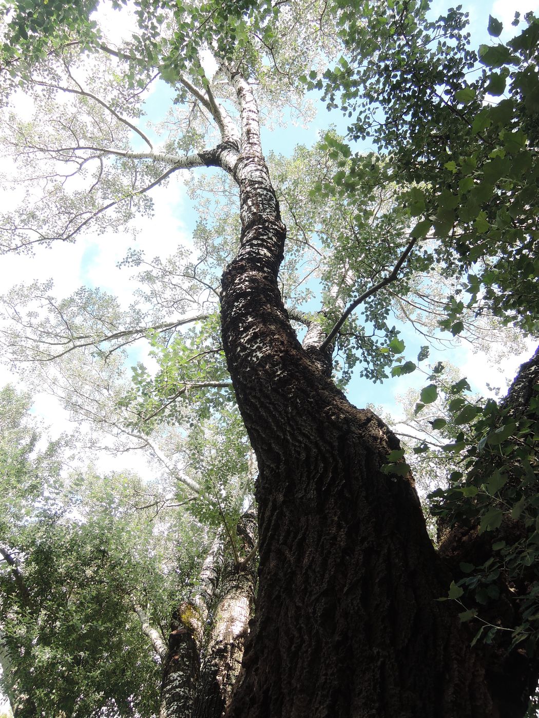 Image of Populus × canescens specimen.