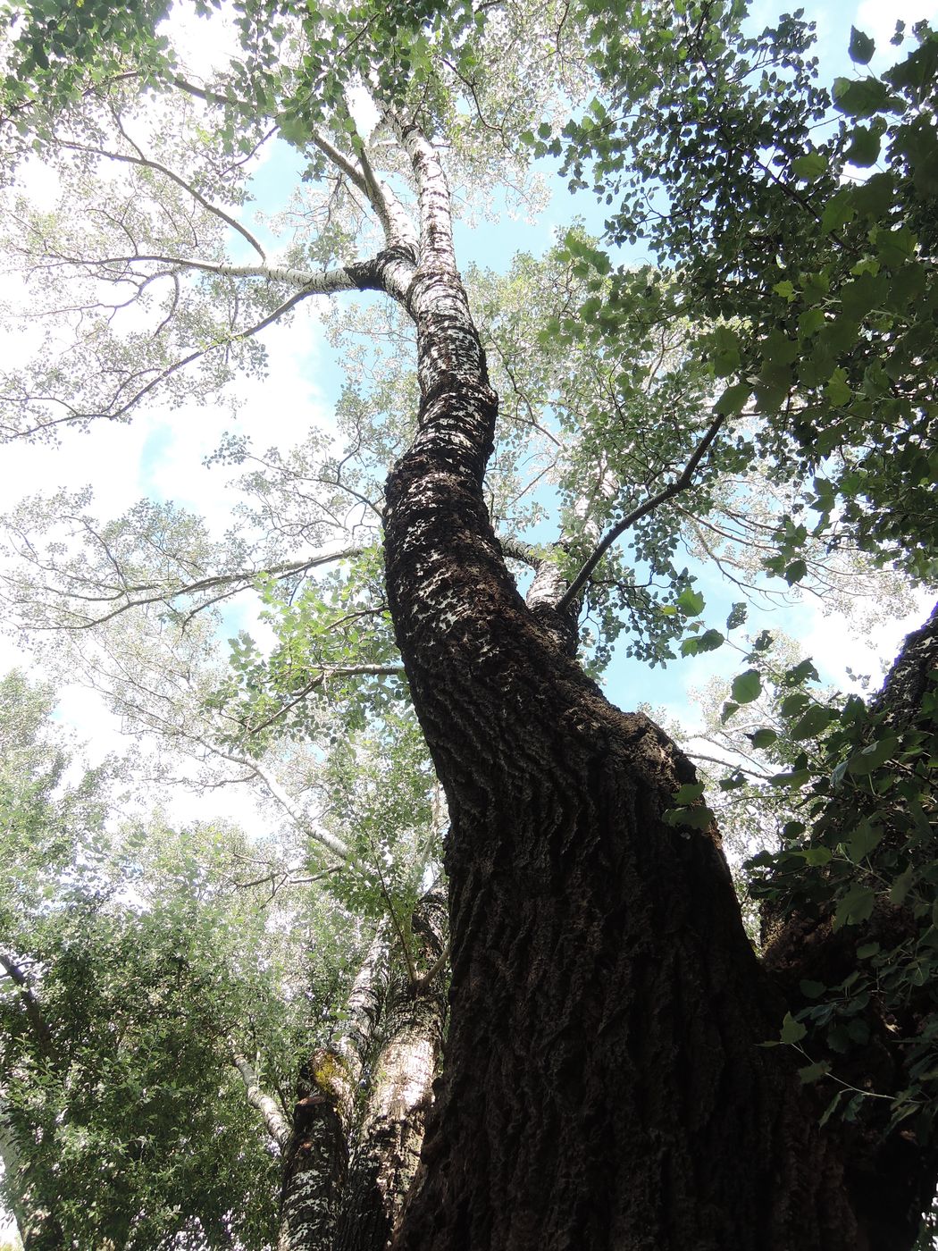 Image of Populus &times; canescens specimen.