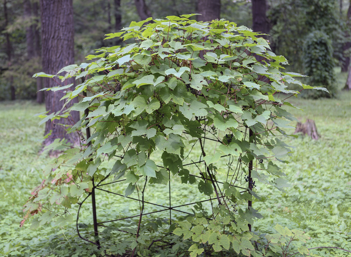 Изображение особи Vitis amurensis.