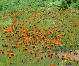 Pilosella aurantiaca