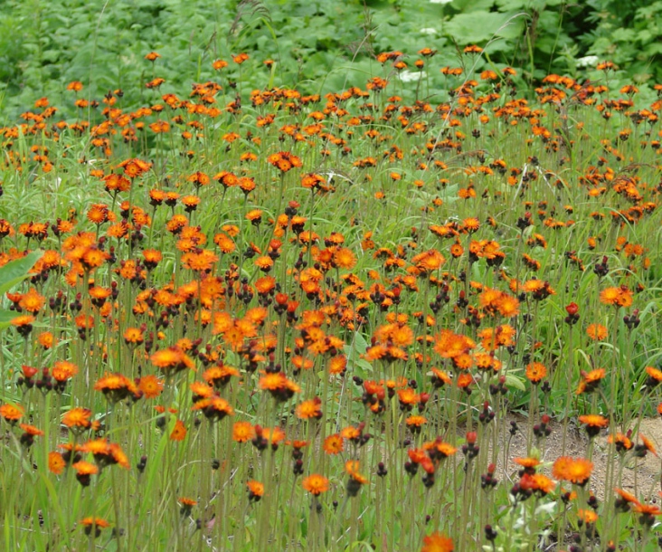 Изображение особи Pilosella aurantiaca.