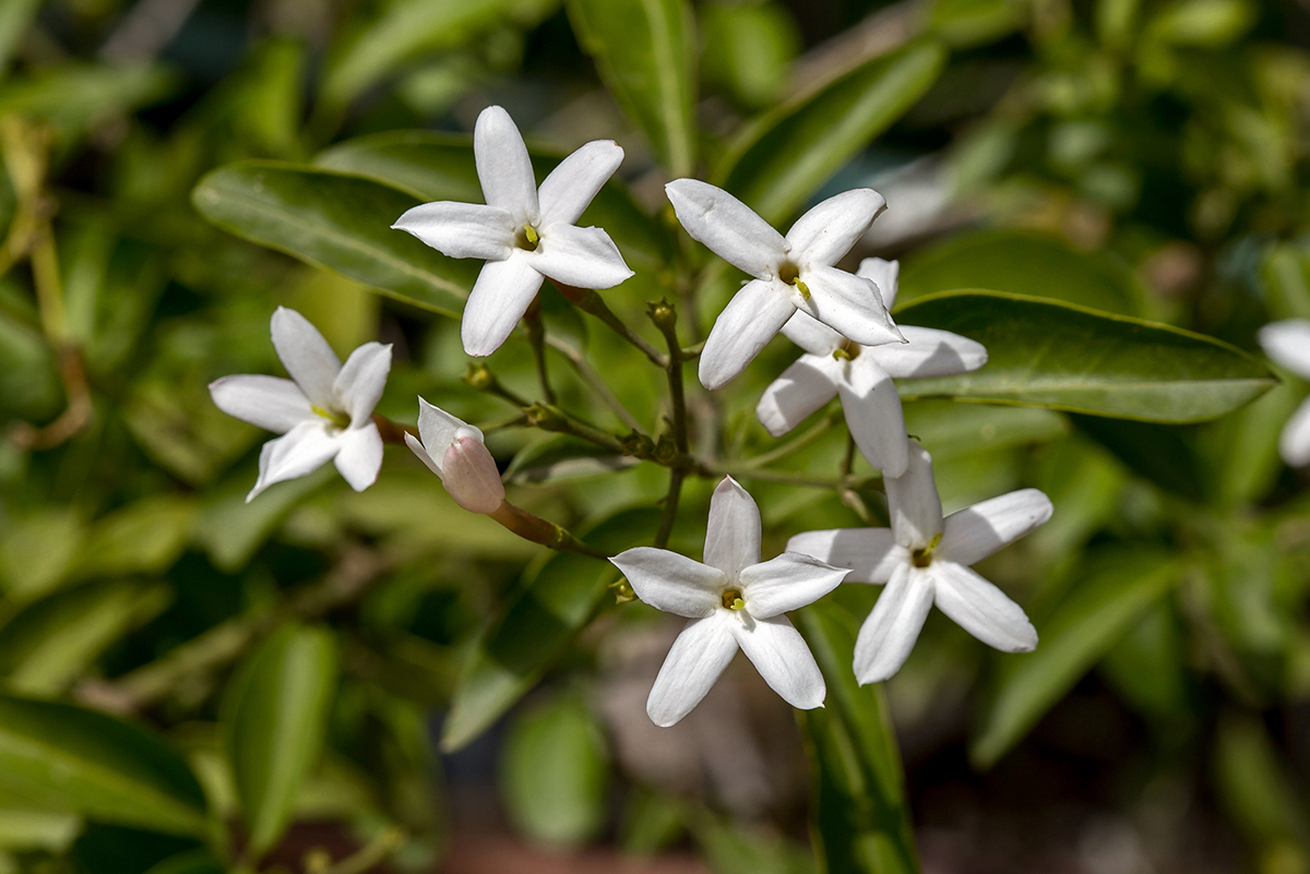 Изображение особи род Jasminum.