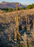 Verbascum thapsus. Отцветающее и плодоносящее растение. Крым, гора Южная Демерджи, степной склон. 30.10.2021.
