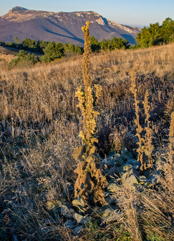Image of Verbascum thapsus specimen.