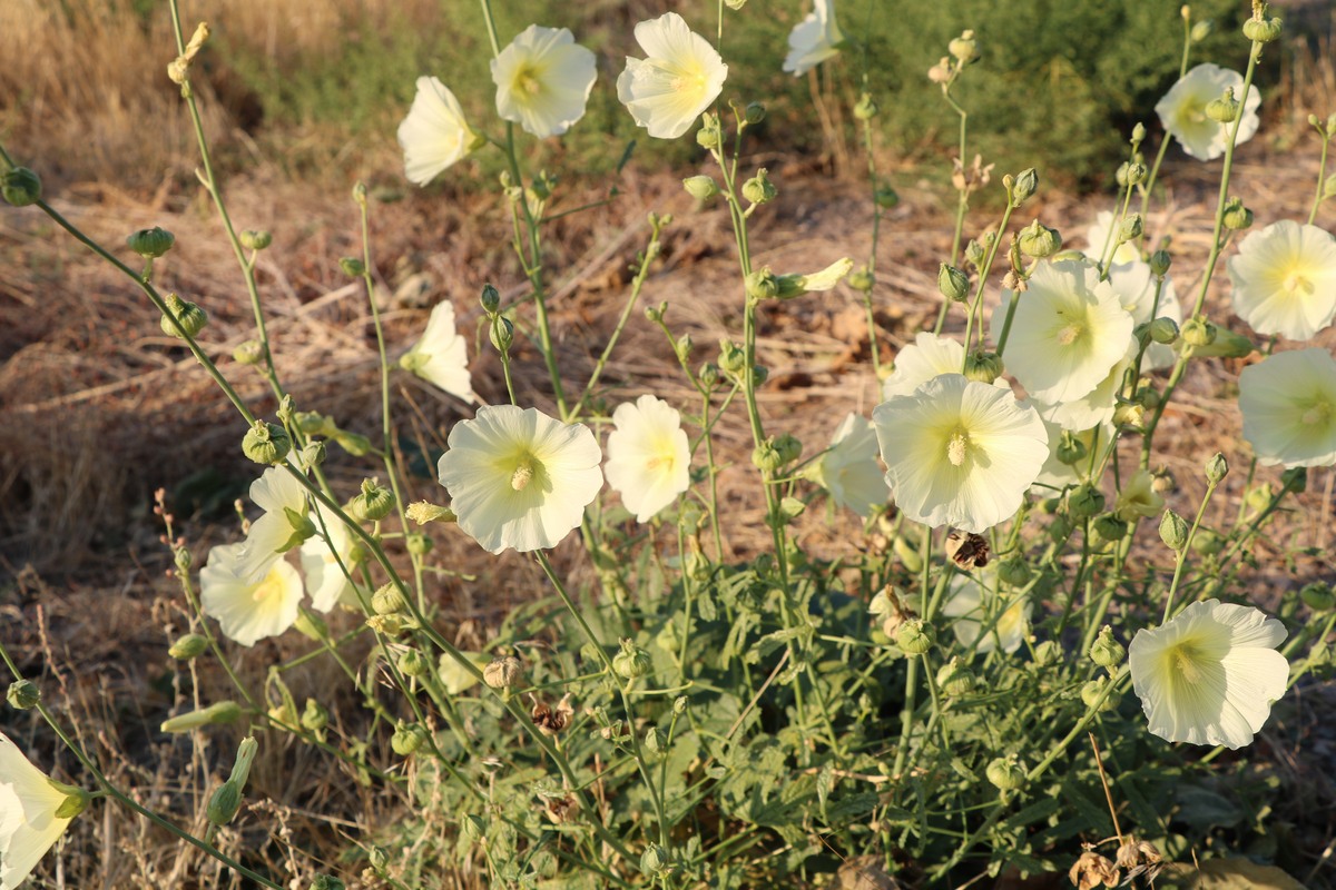 Image of Alcea rugosa specimen.