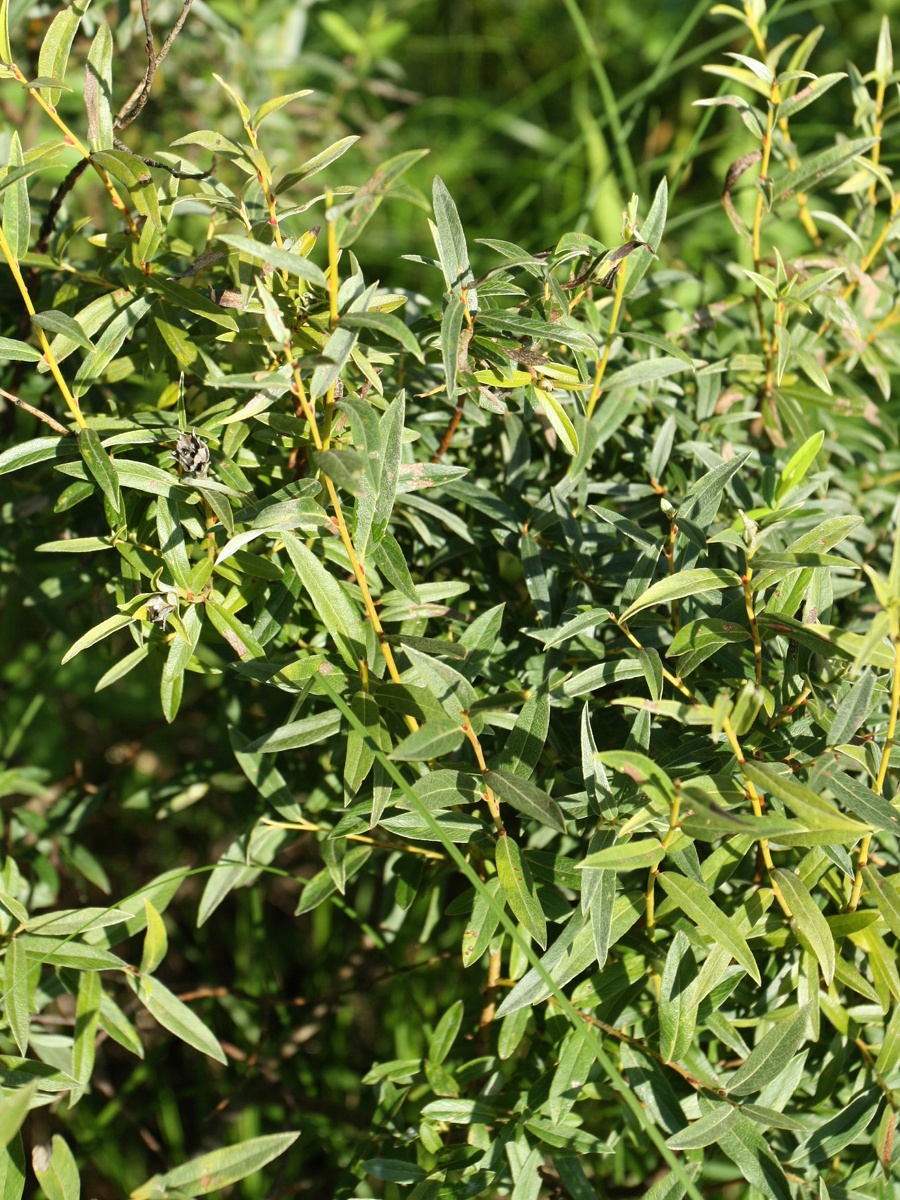 Изображение особи Salix rosmarinifolia.