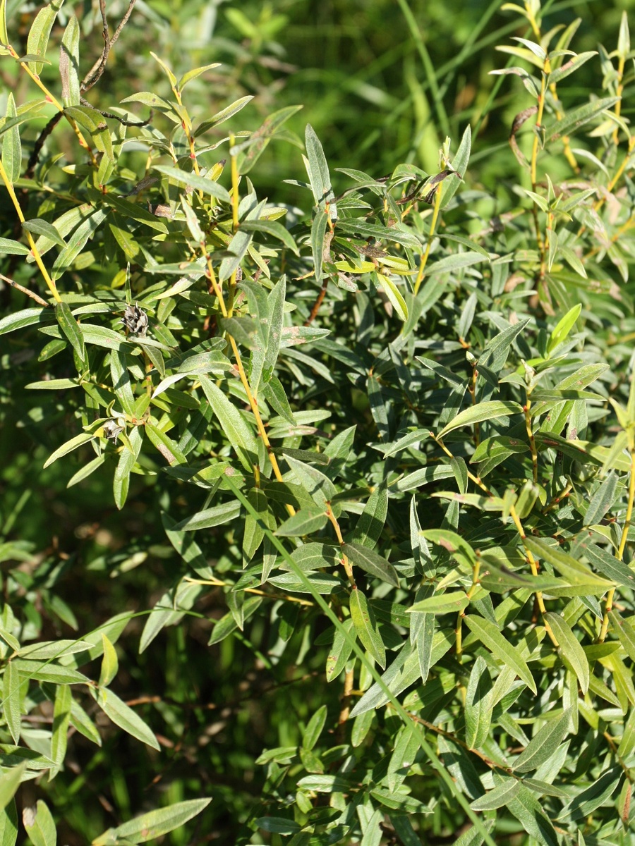 Image of Salix rosmarinifolia specimen.