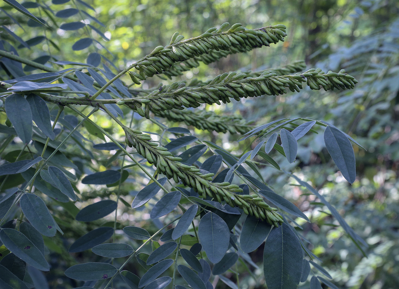 Изображение особи Amorpha fruticosa.