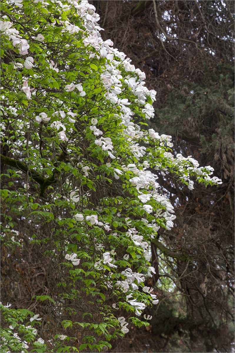 Image of Cynoxylon florida specimen.