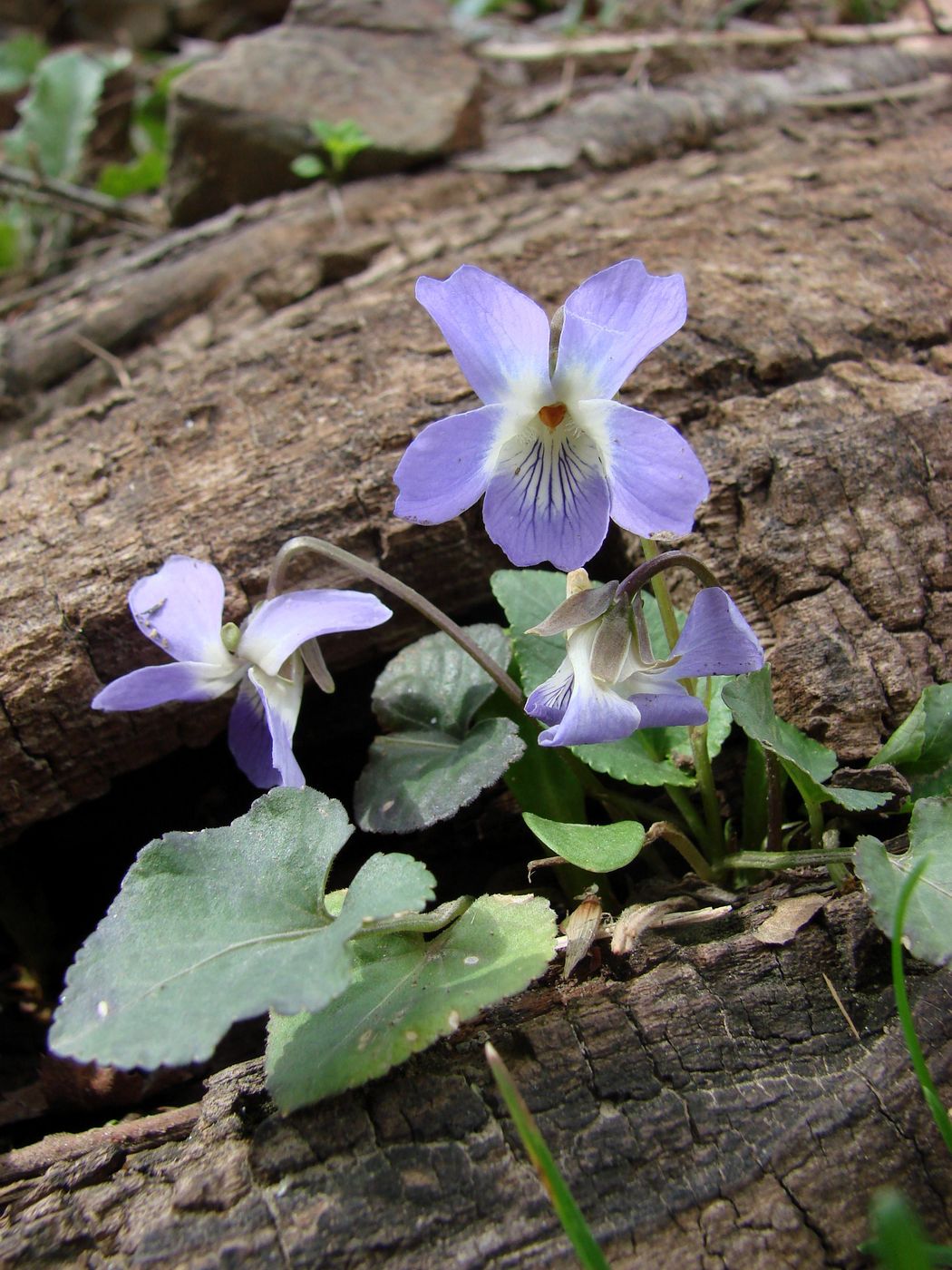 Изображение особи Viola suavis.