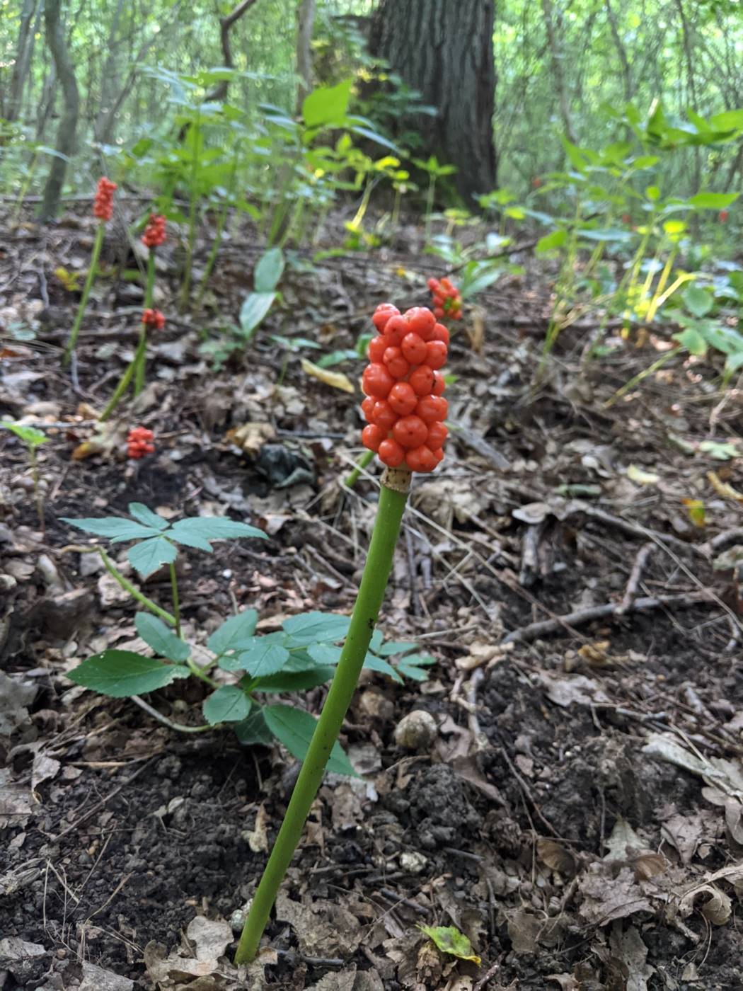 Изображение особи Arum besserianum.