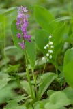 Orchis mascula