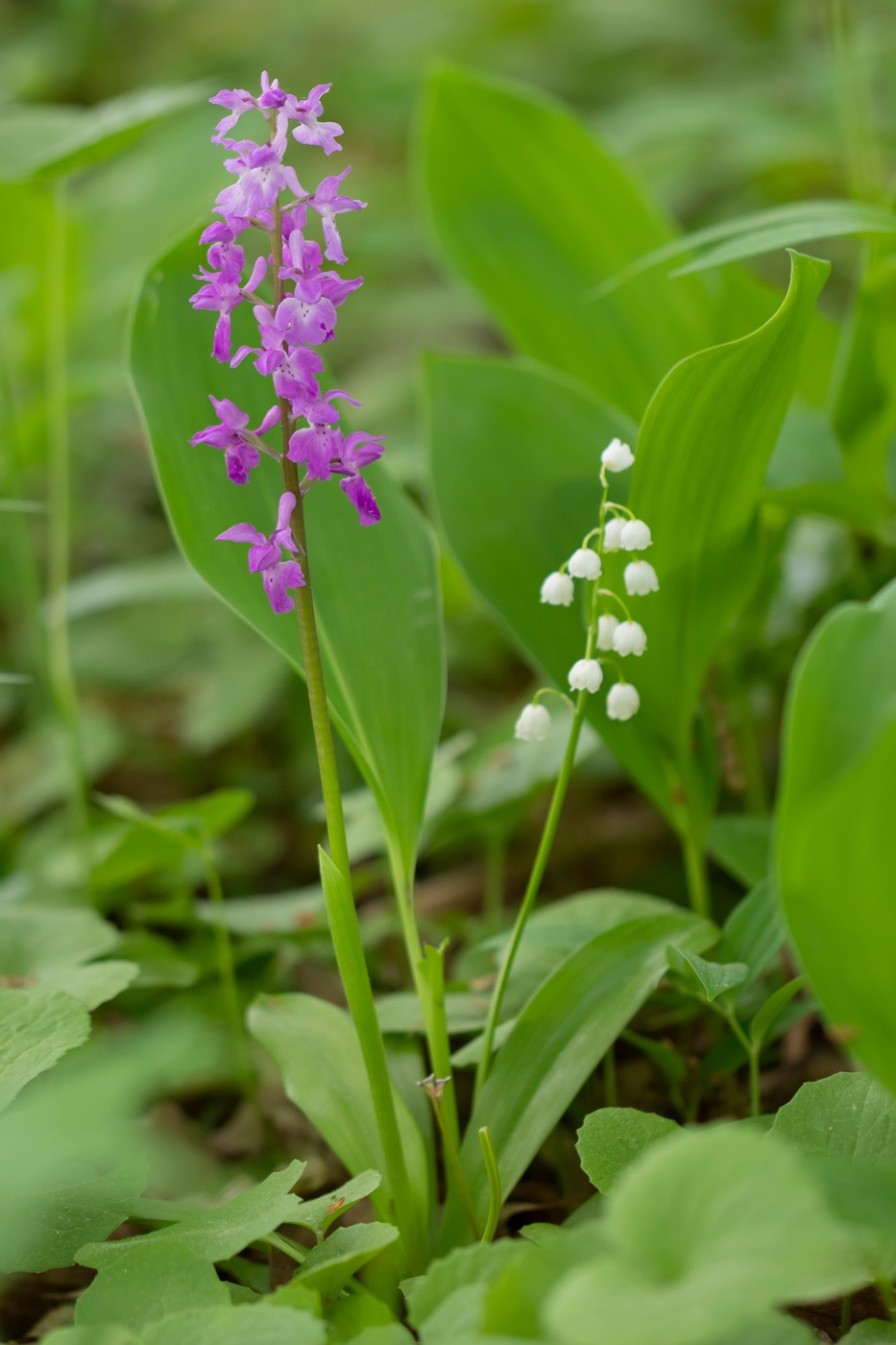 Изображение особи Orchis mascula.