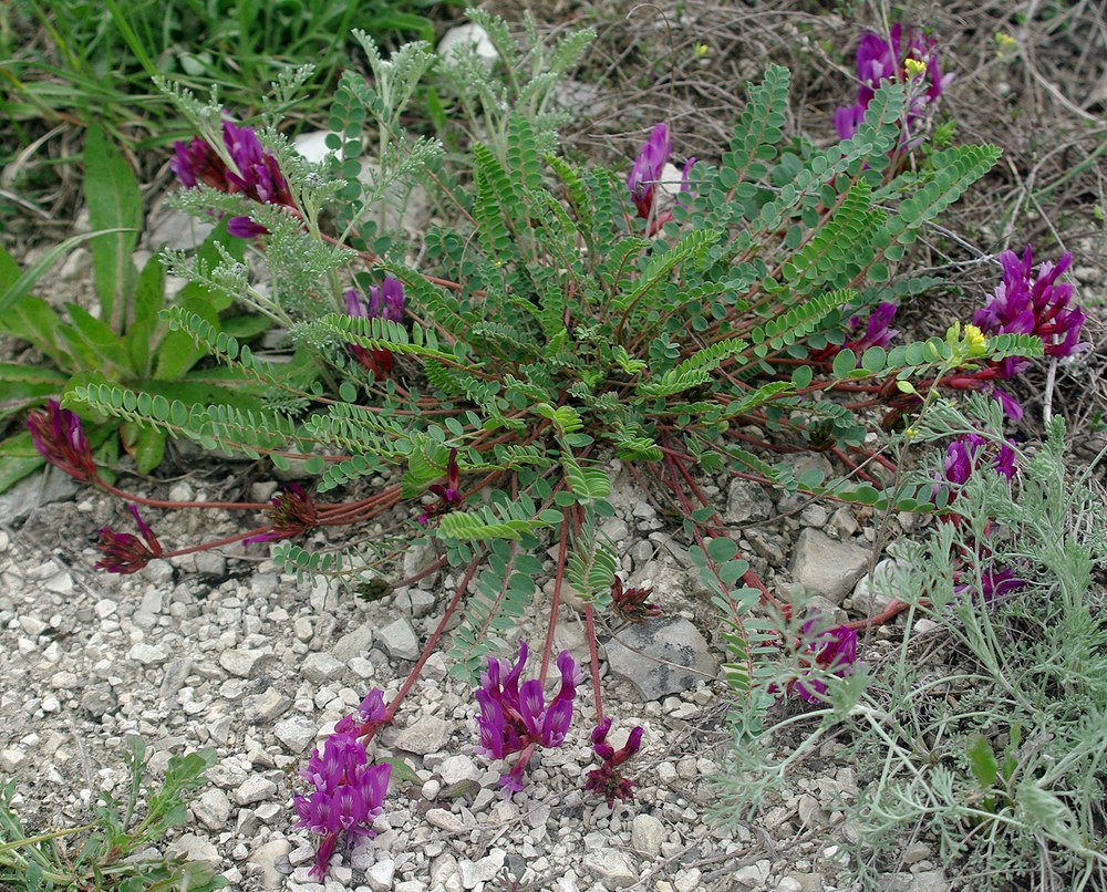 Изображение особи род Astragalus.