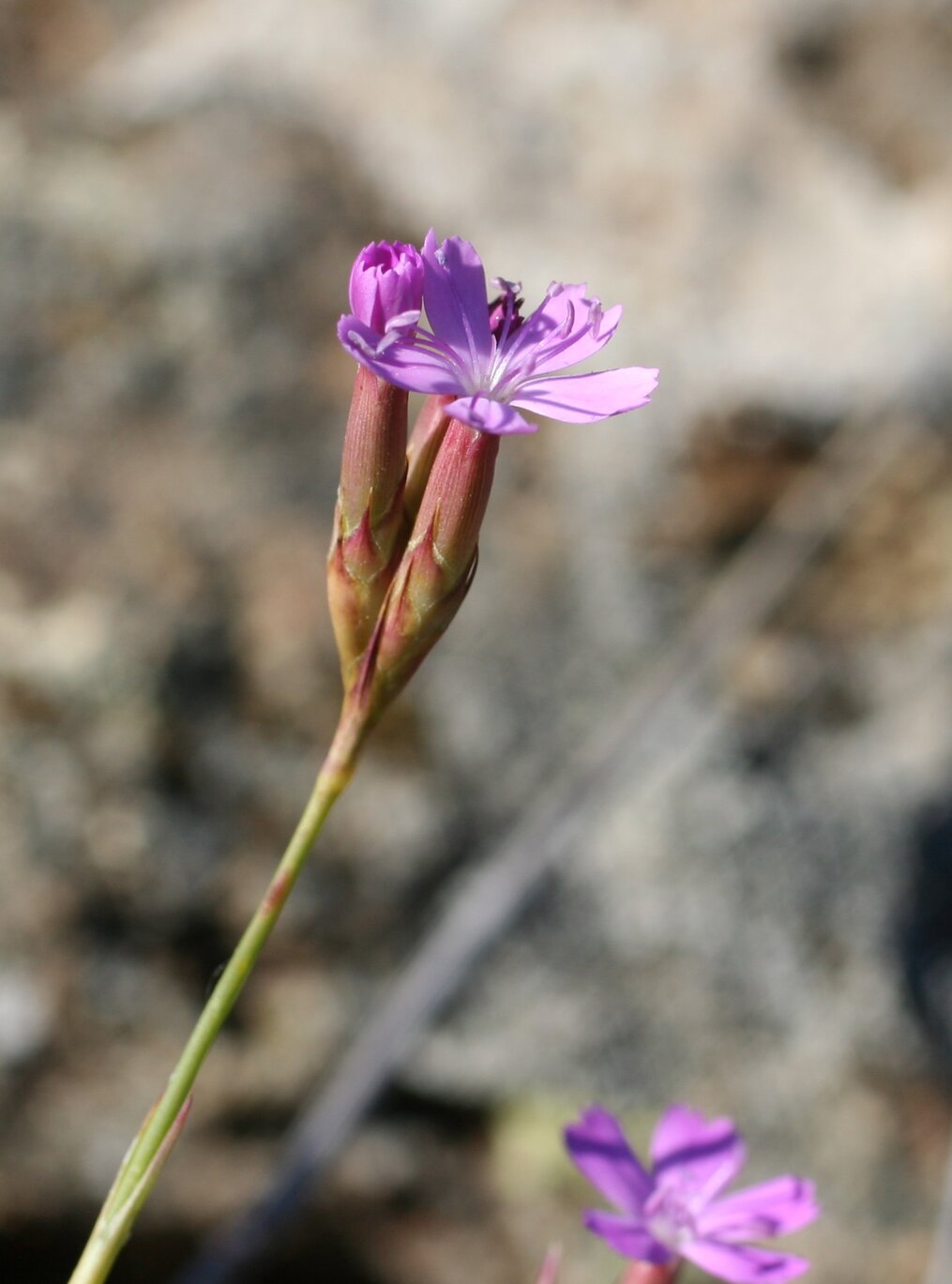 Изображение особи Dianthus pinifolius ssp. tenuicaulis.