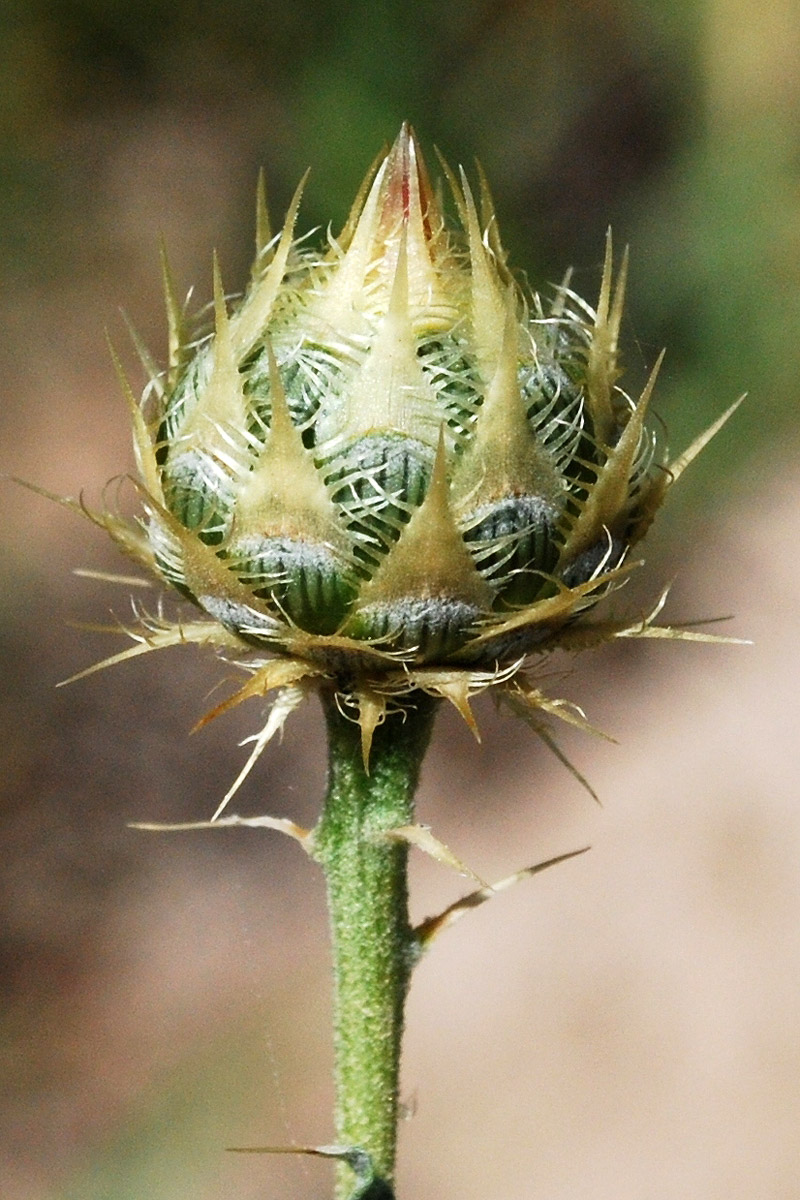 Изображение особи Stizolophus balsamita.