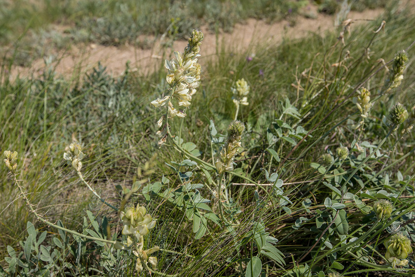 Image of Hedysarum smirnovii specimen.