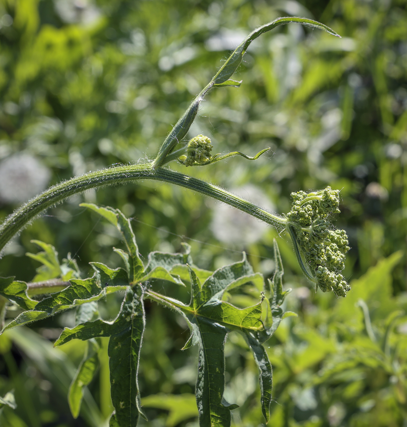 Image of Heracleum sibiricum specimen.