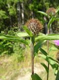 Centaurea phrygia